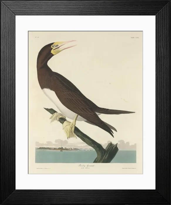 Framed Print : Booby Gannet, 1834. Creator: Robert Havell