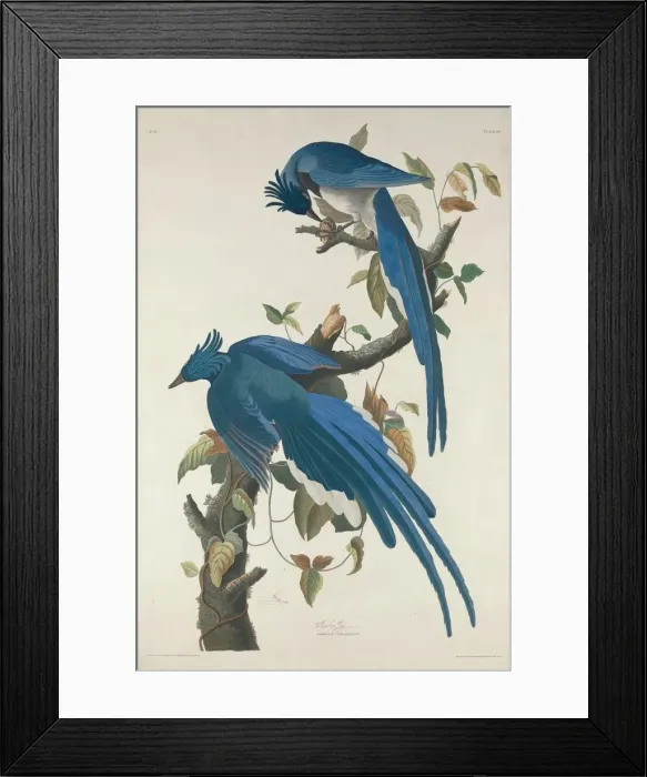 Framed Print : Columbia Jay, 1830. Creator: Robert Havell Framed Print : Columbia Jay, 1830. Creator: Robert Havell