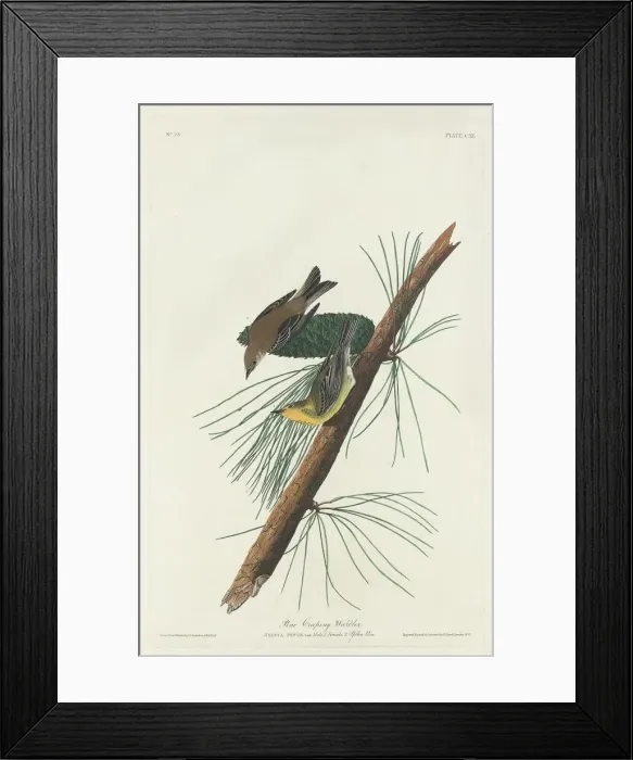 Framed Print : Pine Creeping Warbler, 1832. Creator: Robert Havell Framed Print : Pine Creeping Warbler, 1832. Creator: Robert Havell