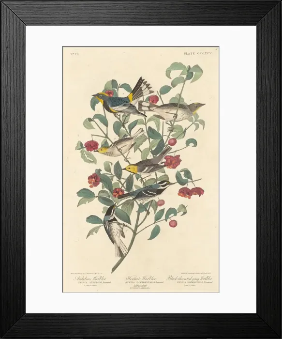 Framed Print : Audubons Warbler, Hermit Warbler and Black-throated Gray Warbler, 1837 Framed Print : Audubons Warbler, Hermit Warbler and Black-throated Gray Warbler, 1837