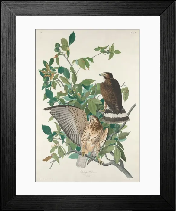 Framed Print : Broad-winged Hawk, 1830. Creator: Robert Havell Framed Print : Broad-winged Hawk, 1830. Creator: Robert Havell
