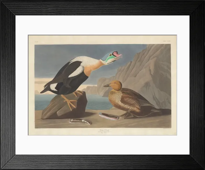 Framed Print : King Duck, 1835. Creator: Robert Havell Framed Print : King Duck, 1835. Creator: Robert Havell