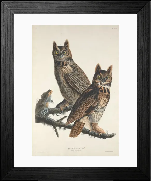 Framed Print : Great Horned Owl, 1829. Creator: Robert Havell Framed Print : Great Horned Owl, 1829. Creator: Robert Havell