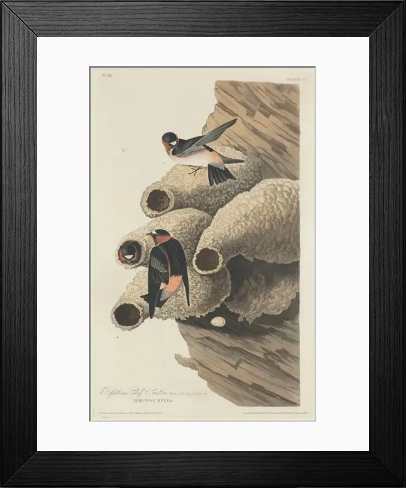 Framed Print : Republican Cliff Swallow, 1829. Creator: Robert Havell Framed Print : Republican Cliff Swallow, 1829. Creator: Robert Havell