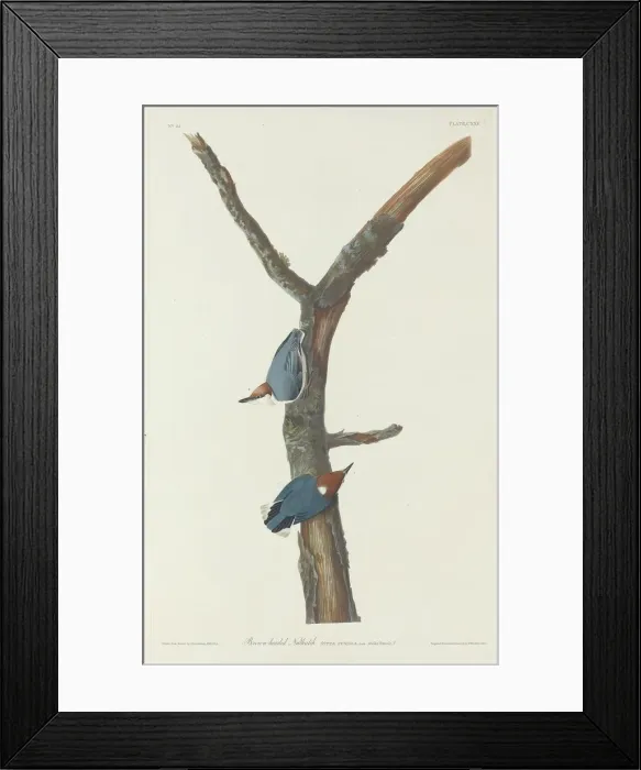 Framed Print : Brown-Headed Nuthatch, 1831. Creator: Robert Havell Framed Print : Brown-Headed Nuthatch, 1831. Creator: Robert Havell