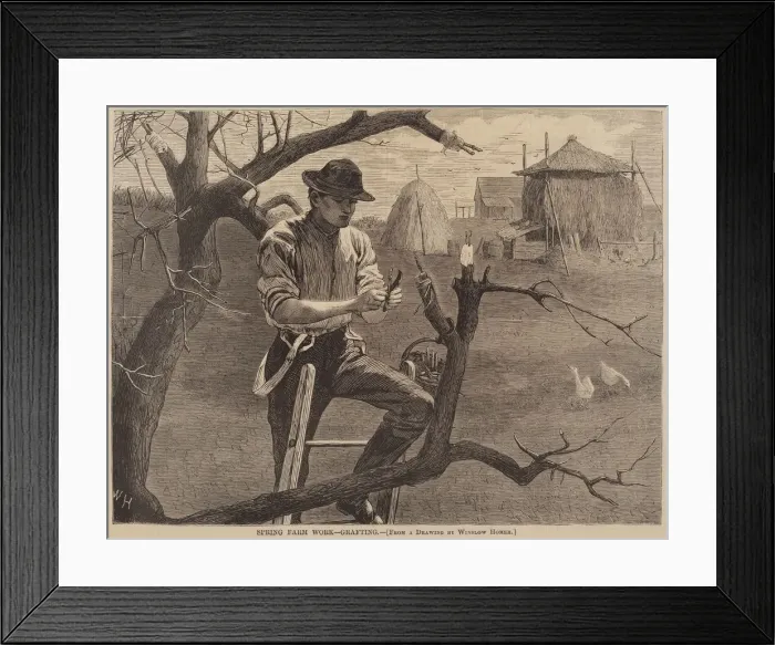 Framed Print : Spring Farm Work - Grafting, published 1870. Creator: Winslow Homer Framed Print : Spring Farm Work - Grafting, published 1870. Creator: Winslow Homer