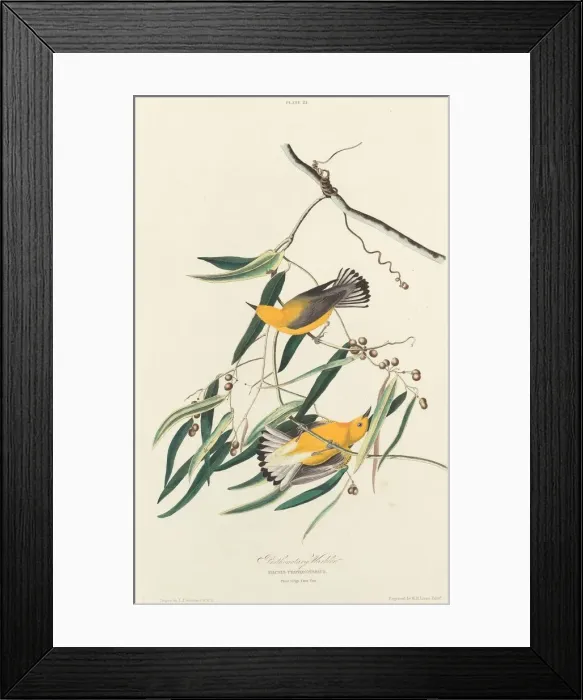 Framed Print : Prothonotary Warbler, 1827. Creator: William Home Lizars Framed Print : Prothonotary Warbler, 1827. Creator: William Home Lizars