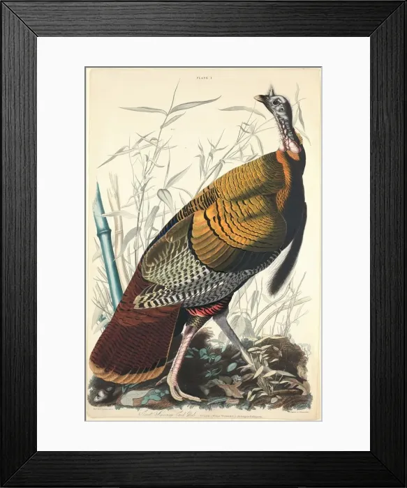 Framed Print : Great American Cock, 1827. Creator: William Home Lizars Framed Print : Great American Cock, 1827. Creator: William Home Lizars