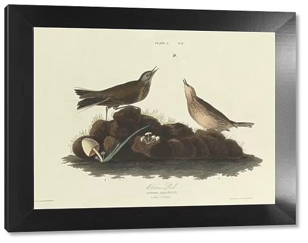 Brown Lark, 1827. Creator: William Home Lizars