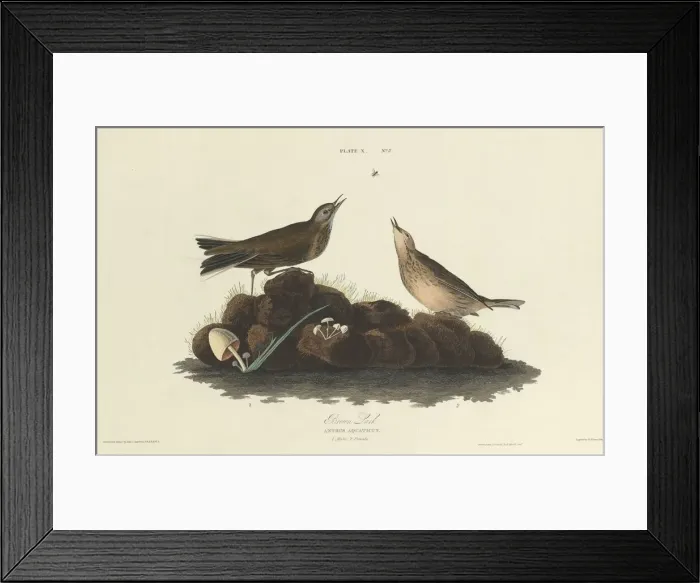 Framed Print : Brown Lark, 1827. Creator: William Home Lizars Framed Print : Brown Lark, 1827. Creator: William Home Lizars