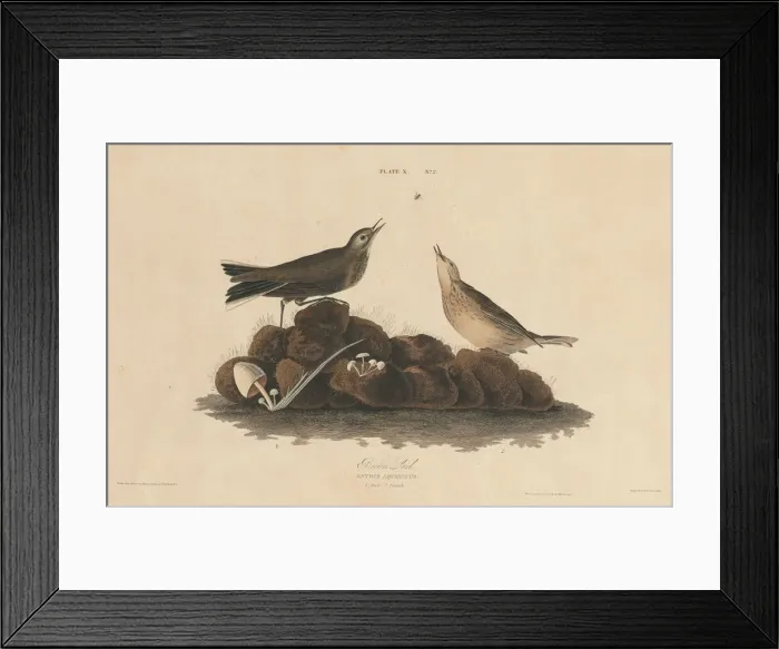Framed Print : Brown Lark, 1827 / 1830. Creator: William Home Lizars Framed Print : Brown Lark, 1827 / 1830. Creator: William Home Lizars