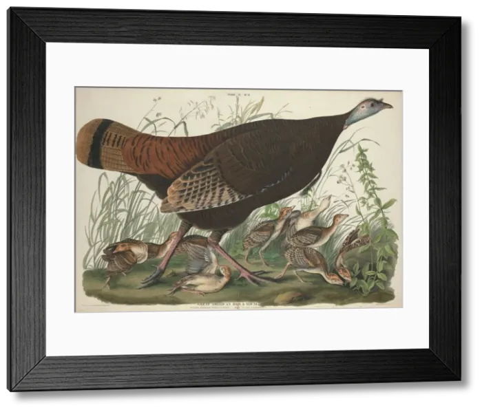 Framed Print : Great American Hen and Young, 1827. Creator: William Home Lizars Framed Print : Great American Hen and Young, 1827. Creator: William Home Lizars