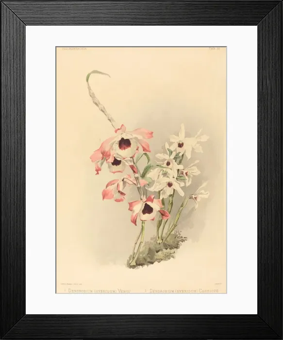 Framed Print : Dendrobium (Hybridium) Venus and Dendrobium (Hybridium) Cassiope. Creator: Joseph Mansell Framed Print : Dendrobium (Hybridium) Venus and Dendrobium (Hybridium) Cassiope. Creator: Joseph Mansell