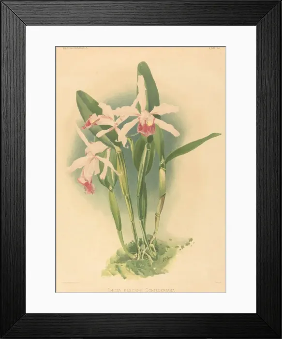 Framed Print : Laelia Elegans Schilleriana. Creator: Joseph Mansell Framed Print : Laelia Elegans Schilleriana. Creator: Joseph Mansell