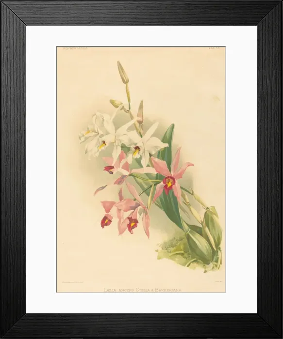 Framed Print : Laelia Anceps Stella & Barkeriana. Creator: Joseph Mansell Framed Print : Laelia Anceps Stella & Barkeriana. Creator: Joseph Mansell