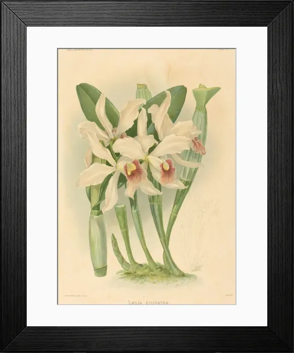 Framed Print : Laelia Euspatha. Creator: Joseph Mansell Framed Print : Laelia Euspatha. Creator: Joseph Mansell