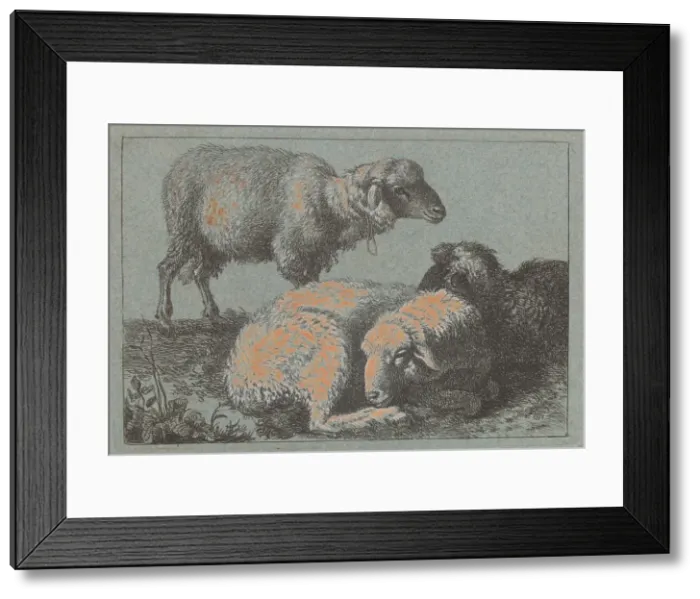 Framed Print : Two Reclining Sheep and One Standing Sheep, 1757 / 1758. Creator: Francesco Londonio Framed Print : Two Reclining Sheep and One Standing Sheep, 1757 / 1758. Creator: Francesco Londonio