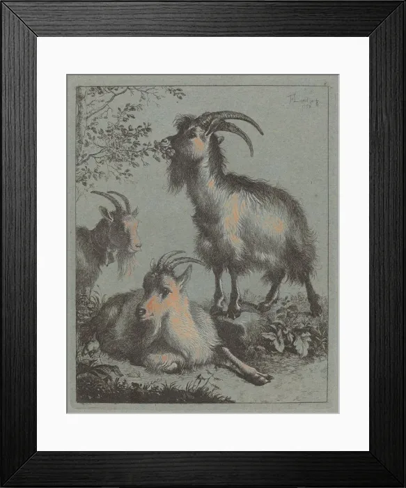 Framed Print : Three Goats, 1758. Creator: Francesco Londonio Framed Print : Three Goats, 1758. Creator: Francesco Londonio