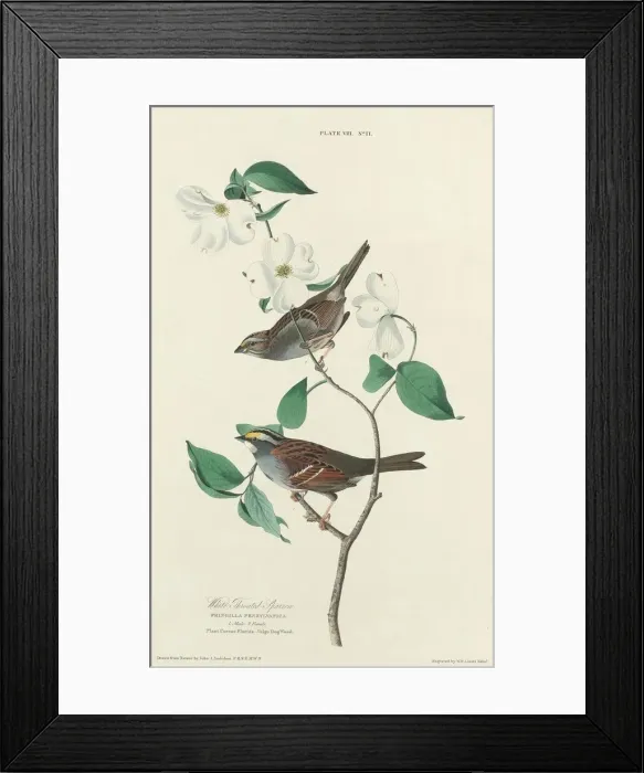 Framed Print : White-throated Sparrow, 1827. Creator: William Home Lizars Framed Print : White-throated Sparrow, 1827. Creator: William Home Lizars