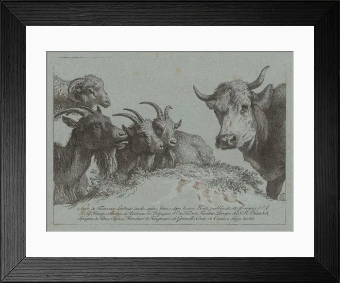 Framed Print : Study of Heads: Three Goats, an Ox, and a Ram, published c. 1783 Framed Print : Study of Heads: Three Goats, an Ox, and a Ram, published c. 1783