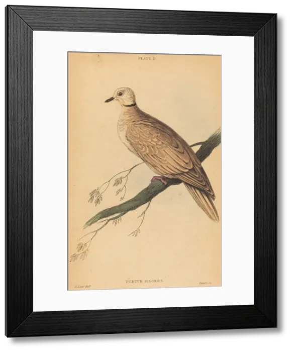 Framed Print : Turtur Risorius. Creator: William Home Lizars Framed Print : Turtur Risorius. Creator: William Home Lizars