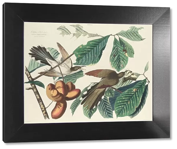 Yellow-billed Cuckoo, 1827. Creator: William Home Lizars
