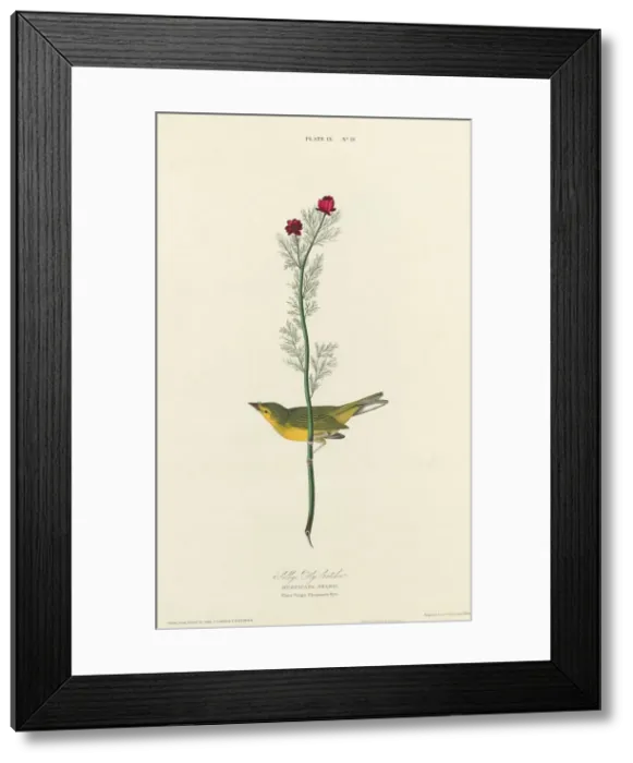 Framed Print : Selbys Fly Catcher, 1827. Creator: William Home Lizars Framed Print : Selbys Fly Catcher, 1827. Creator: William Home Lizars