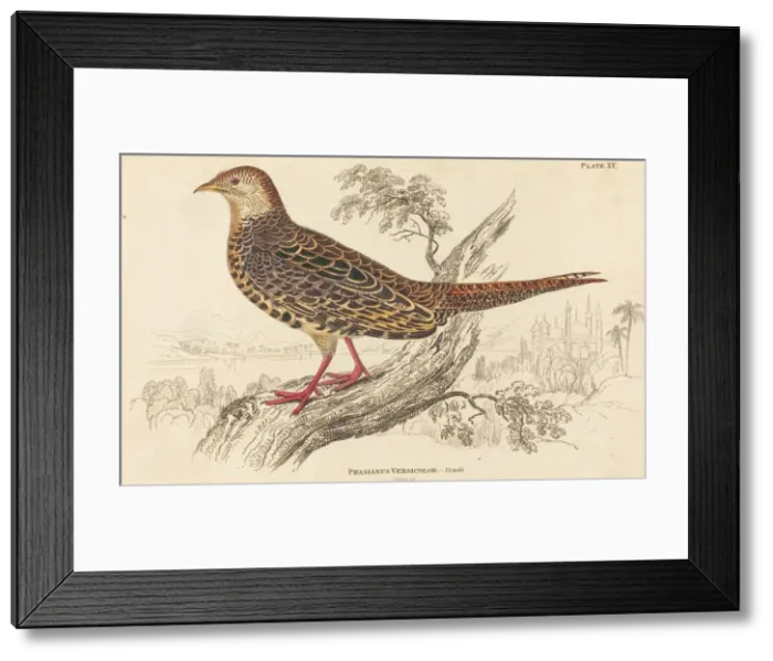 Framed Print : Phasianus Versicolor - Female. Creator: William Home Lizars Framed Print : Phasianus Versicolor - Female. Creator: William Home Lizars