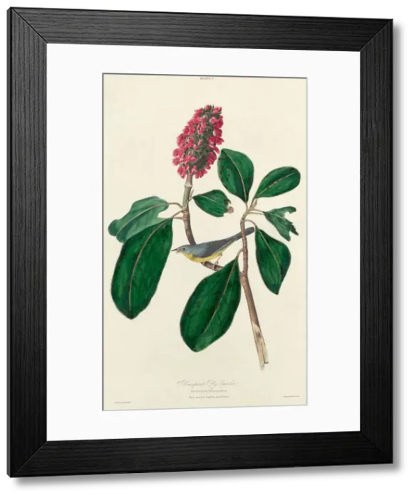 Framed Print : Bonaparte Fly Catcher, 1827. Creator: William Home Lizars Framed Print : Bonaparte Fly Catcher, 1827. Creator: William Home Lizars