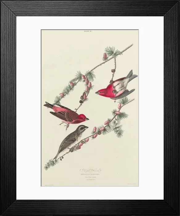 Framed Print : Purple Finch, 1827. Creator: William Home Lizars Framed Print : Purple Finch, 1827. Creator: William Home Lizars