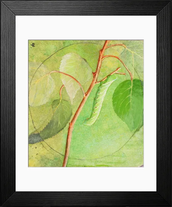 Framed Print : Sphinx Caterpillar, study for book Concealing Coloration in the Animal Kingdom, n. d Framed Print : Sphinx Caterpillar, study for book Concealing Coloration in the Animal Kingdom, n. d