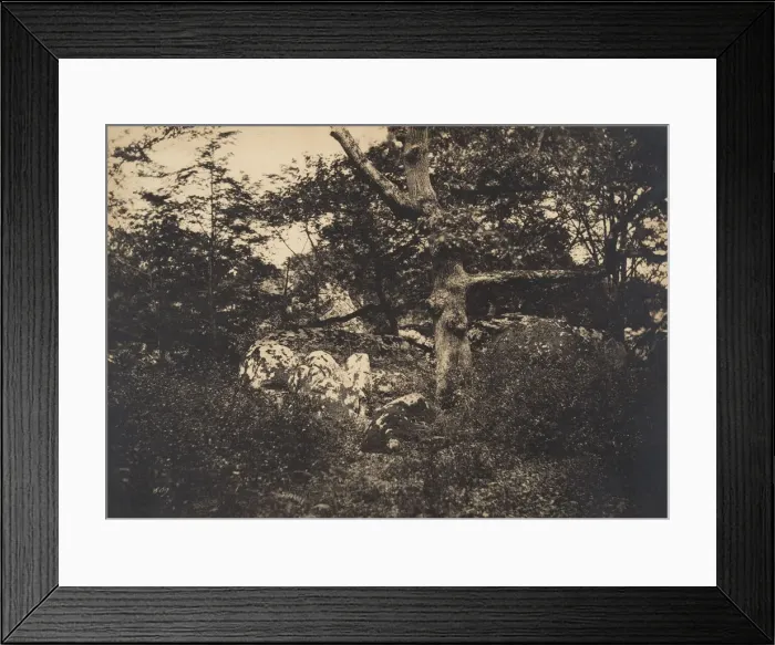 Framed Print : Chene dans les rochers aFontainebleau, 1849-52. Creator: Gustave Le Gray Framed Print : Chene dans les rochers aFontainebleau, 1849-52. Creator: Gustave Le Gray