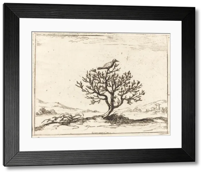 Framed Print : Nightingale in a Bush, 1628. Creator: Jacques Callot Framed Print : Nightingale in a Bush, 1628. Creator: Jacques Callot