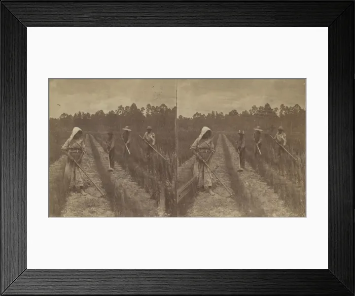 Framed Print : Hoeing Rice, 1876-1888. Creator: O. Pierre Havens Framed Print : Hoeing Rice, 1876-1888. Creator: O. Pierre Havens