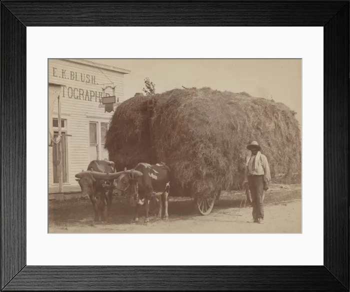 Framed Print : Albumen print of a man with a full hay cart, 1894-1904. Creator: E. K. Blush Framed Print : Albumen print of a man with a full hay cart, 1894-1904. Creator: E. K. Blush