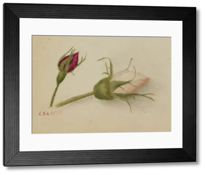 Framed Print : Untitled (Rosebuds), 1874. Creator: Mary Vaux Walcott Framed Print : Untitled (Rosebuds), 1874. Creator: Mary Vaux Walcott