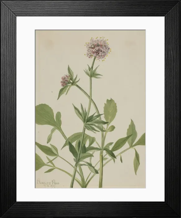 Framed Print : Heliotrope Valerian (Valeriana sitchensis), 1917. Creator: Mary Vaux Walcott Framed Print : Heliotrope Valerian (Valeriana sitchensis), 1917. Creator: Mary Vaux Walcott