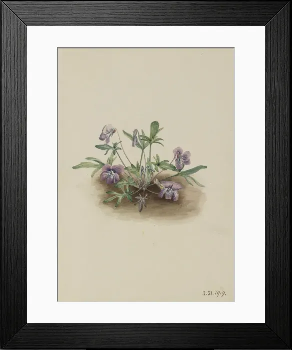 Framed Print : Southern Coast Violet (Viola septemloba), 1919. Creator: Mary Vaux Walcott Framed Print : Southern Coast Violet (Viola septemloba), 1919. Creator: Mary Vaux Walcott