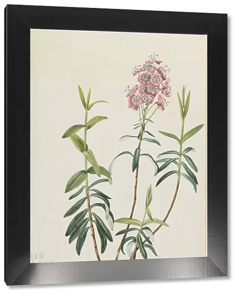 Bog Kalmia (Kalmia polifolia), 1922. Creator: Mary Vaux Walcott