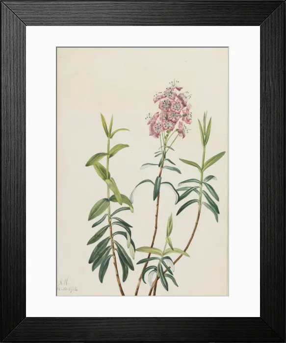 Framed Print : Bog Kalmia (Kalmia polifolia), 1922. Creator: Mary Vaux Walcott Framed Print : Bog Kalmia (Kalmia polifolia), 1922. Creator: Mary Vaux Walcott