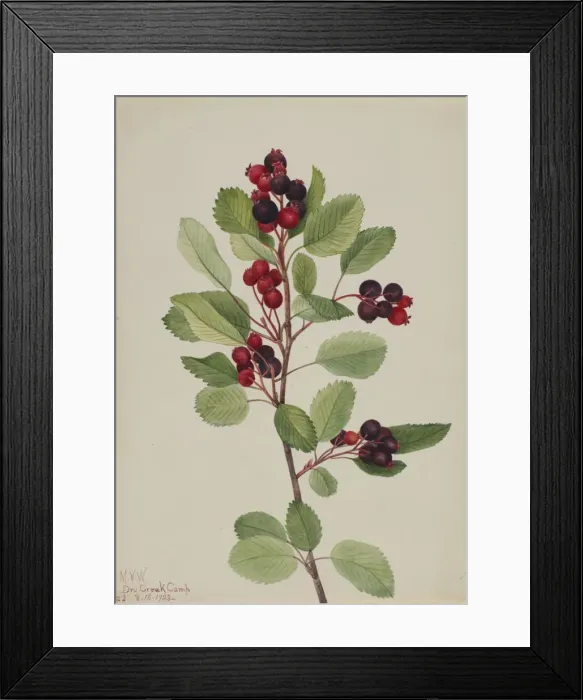 Framed Print : Saskatoon (Amelanchier alnifolia), 1923. Creator: Mary Vaux Walcott Framed Print : Saskatoon (Amelanchier alnifolia), 1923. Creator: Mary Vaux Walcott