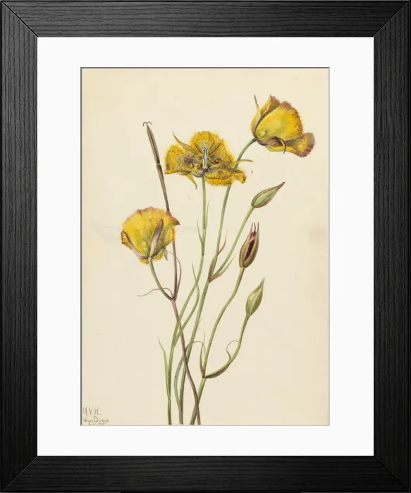 Framed Print : San Diego Mariposa (Calochortus weedii), 1925. Creator: Mary Vaux Walcott Framed Print : San Diego Mariposa (Calochortus weedii), 1925. Creator: Mary Vaux Walcott