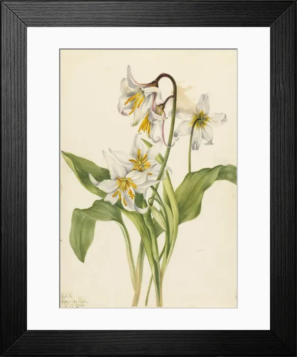 Framed Print : Avalanche Lily (Erythronium montanum), 1925. Creator: Mary Vaux Walcott Framed Print : Avalanche Lily (Erythronium montanum), 1925. Creator: Mary Vaux Walcott