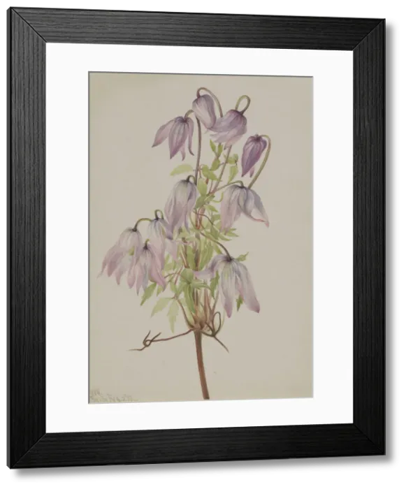 Framed Print : Jicarilla (Clematis pseudoalpina), 1933. Creator: Mary Vaux Walcott Framed Print : Jicarilla (Clematis pseudoalpina), 1933. Creator: Mary Vaux Walcott