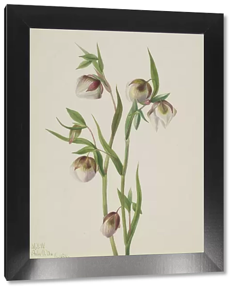 White Fairy Lantern (Calochortus albus), 1933. Creator: Mary Vaux Walcott