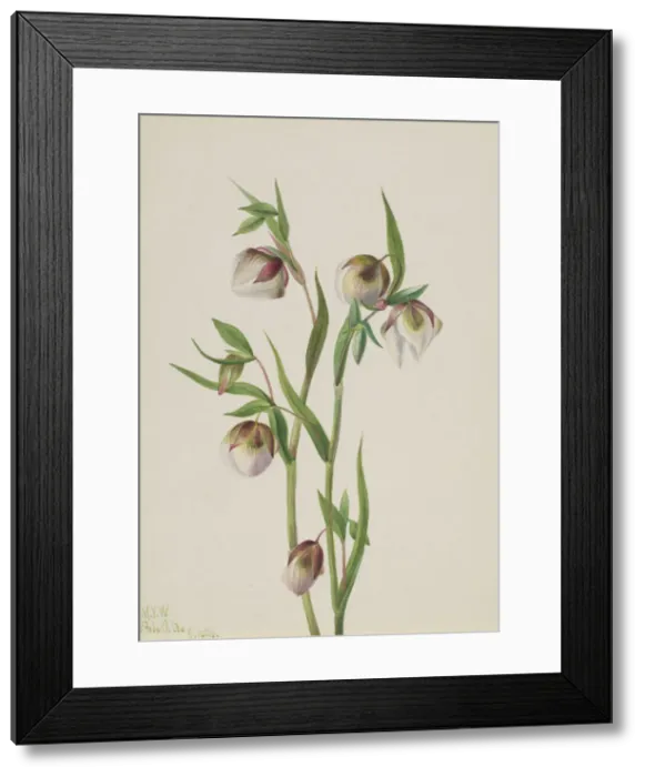 Framed Print : White Fairy Lantern (Calochortus albus), 1933. Creator: Mary Vaux Walcott Framed Print : White Fairy Lantern (Calochortus albus), 1933. Creator: Mary Vaux Walcott
