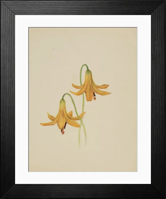 Framed Print : (Untitled--Flower Study), ca. 1876-1878. Creator: Mary Vaux Walcott Framed Print : (Untitled--Flower Study), ca. 1876-1878. Creator: Mary Vaux Walcott