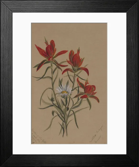 Framed Print : Indian Paintbrush (Castilleja rhexifolia), 1883. Creator: Mary Vaux Walcott Framed Print : Indian Paintbrush (Castilleja rhexifolia), 1883. Creator: Mary Vaux Walcott