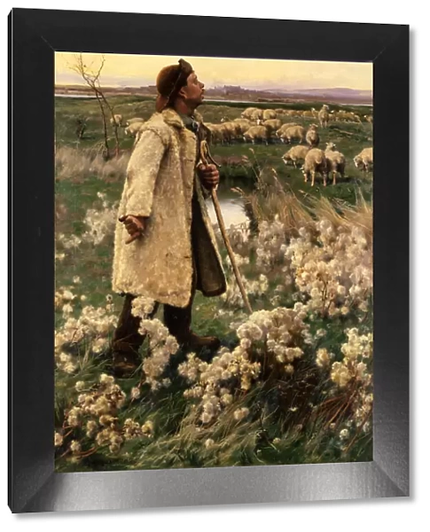 Shepherd, 1884. Creator: Gaines Ruger Donoho