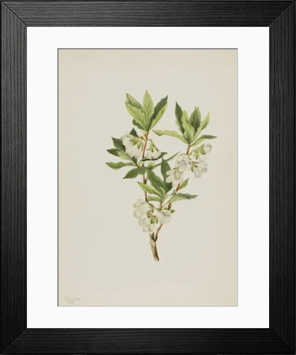 Framed Print : Rocky Mountain Rhododendron (Rhododendron albiflorum), 1901. Creator: Mary Vaux Walcott Framed Print : Rocky Mountain Rhododendron (Rhododendron albiflorum), 1901. Creator: Mary Vaux Walcott